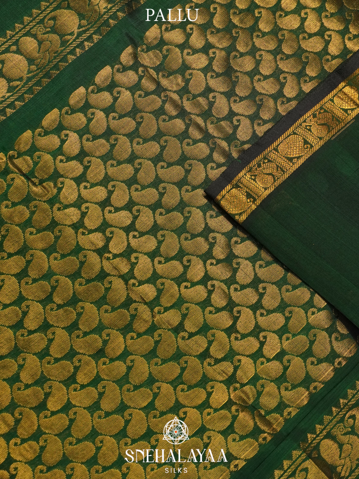 Forest Kanchi Silk Cotton Saree