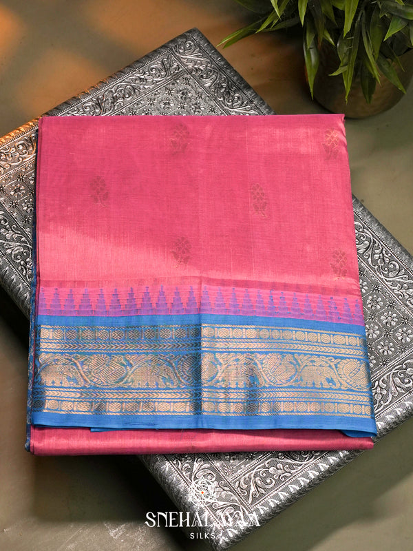 Pink Kanchi Silk Cotton Saree with Gold Zari Buttas & Contrast Blue Border